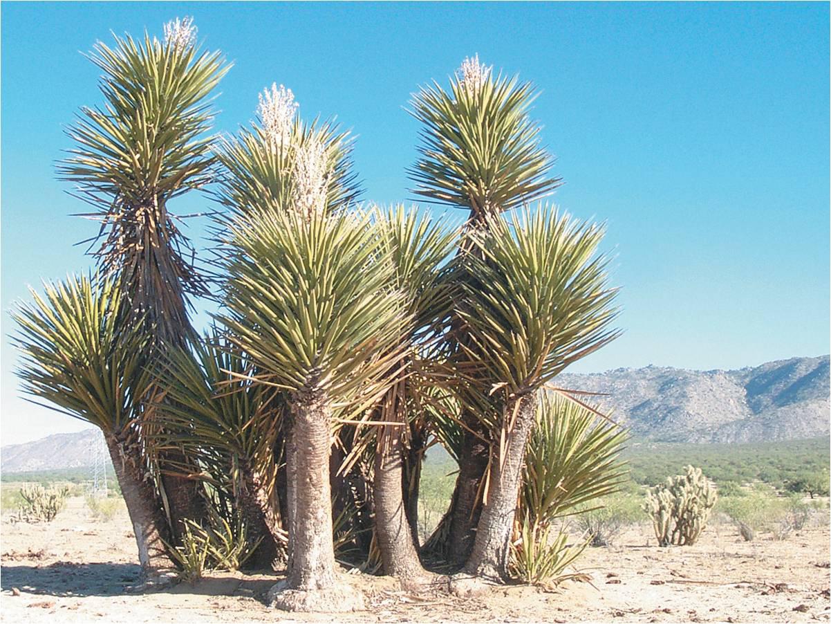 yucca-vincent-corp